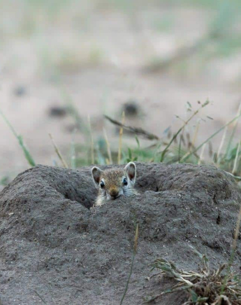 31Kerry Lee Roberg Squirrel Final 31Kerry Lee Roberg Squirrel Final