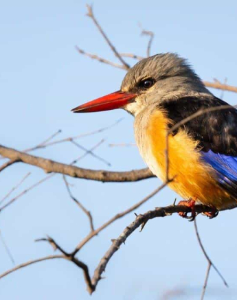 24Kerry Lee Roberg Gre Headed Kingfisher Final 24Kerry Lee Roberg Gre Headed Kingfisher Final