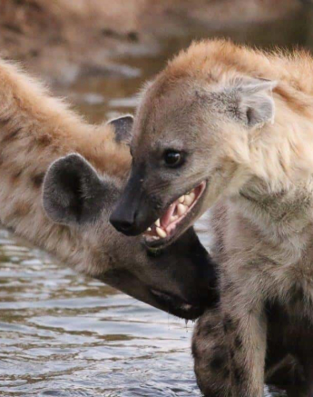 10Steff McWilliam Spotted Hyena 12062019 3 Final