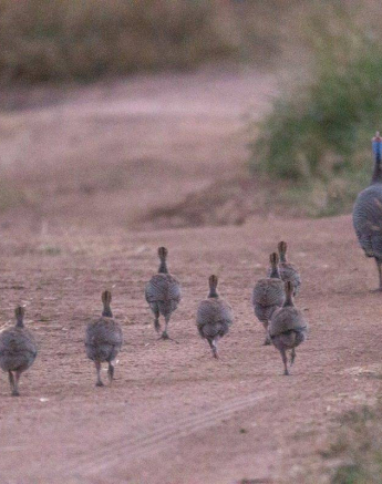 11Frederik Aucamp Helmeted Guineafowl 16 05 2019 11 Final