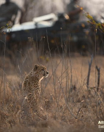 42Ally Ross 20200829 Cheetah Female 01  FINAL