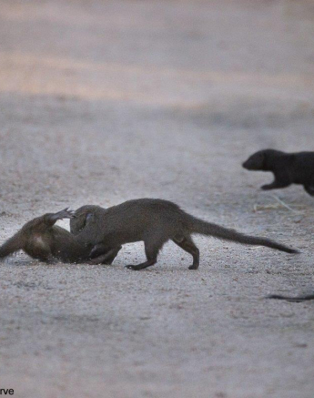 37Louise Murray Dwaf Mongoose 27022021 FINAL