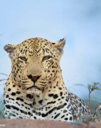 34Ally Ross 20210328 Xovo 02  Final 34Ally Ross 20210328 Xovo 02  Final