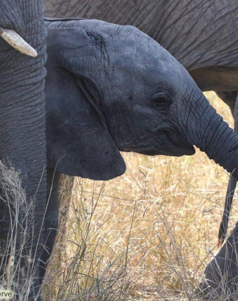 02andries Elephant 030521 2 Final 02andries Elephant 030521 2 Final