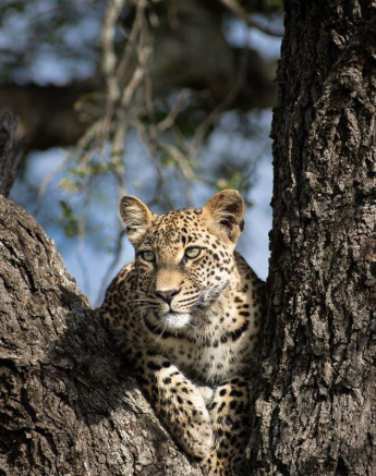 A22Graeme Stewart Ntsumi Cub 190122 1  Final