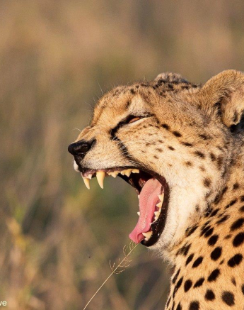 A08ronald Mutero Cheetah 15062022 3 Final A08ronald Mutero Cheetah 15062022 3 Final