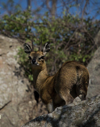 06Kevan Dobbie Klipspringer 1510.2 Final 06Kevan Dobbie Klipspringer 1510.2 Final