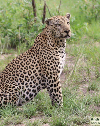 24andries Ndlovu Leopard Xivonakele 31.12.19 1 Final 24andries Ndlovu Leopard Xivonakele 31.12.19 1 Final