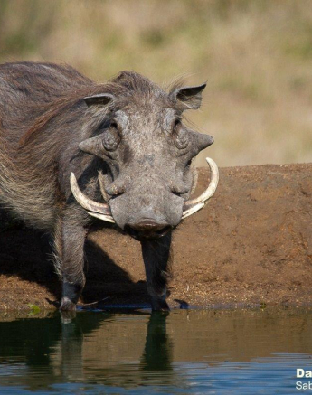 A45Daniel Greyvenstein Nyala Warthog Impala 040922 3 Final
