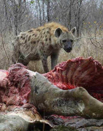 Hyena Getting To A Kill Hyena Getting To A Kill