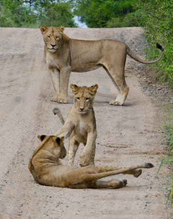 Lions Playing At Sabi Sabi