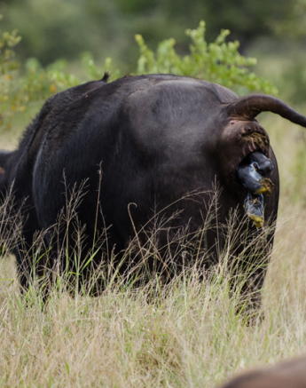 Buffalo Birth 3 Buffalo Birth 3