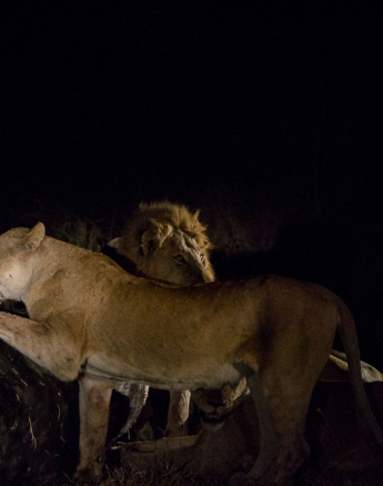 Lion Buffalo 3 Lion Buffalo 3