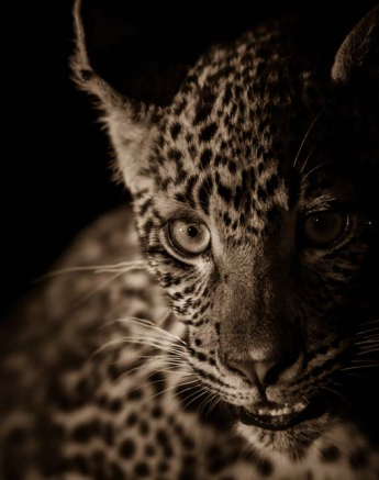 Nottins Cub 02 Nottins Cub 02