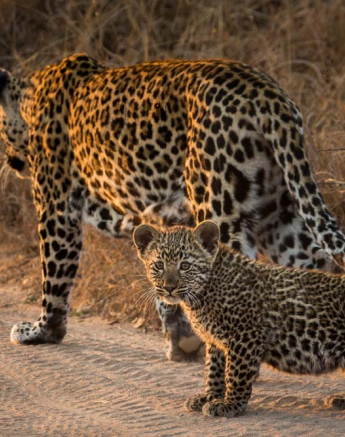 Nottins And Cub 02