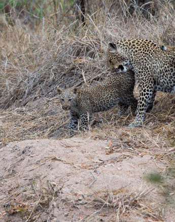 07GRANT RODEWIJK Lisbon And Cub2 07GRANT RODEWIJK Lisbon And Cub2