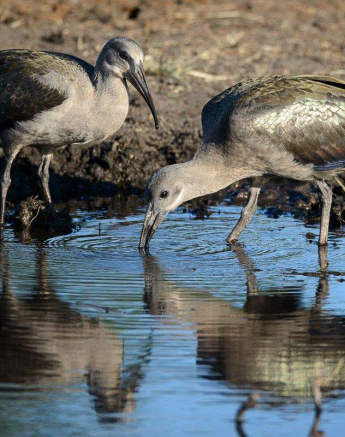 08Mike Palmer Hadedas 311215