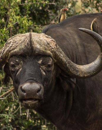 29Tayla McCurdy Buffalo 9 May 16 1 Of 1 29Tayla McCurdy Buffalo 9 May 16 1 Of 1