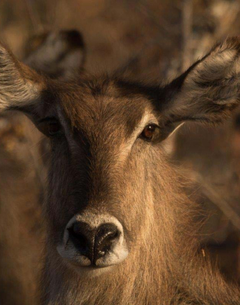 26Sheldon Hooper Waterbuck In The Evening Light