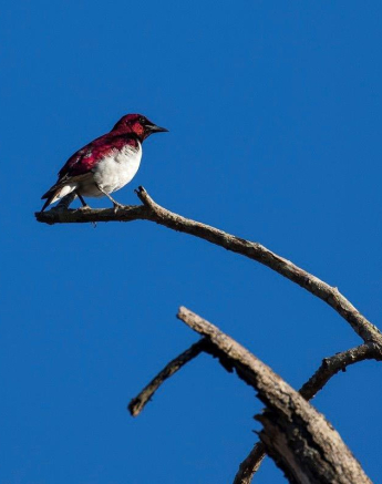 25Kyle Violet Backed Starling 1 Final