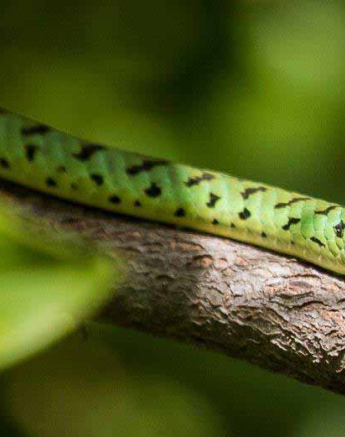 35Kevan Dobbie Spotted Bush Snake 190418 Final 35Kevan Dobbie Spotted Bush Snake 190418 Final