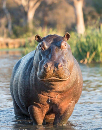 29Francois Malan Hippo 2018903 4 Of 4 Final 29Francois Malan Hippo 2018903 4 Of 4 Final