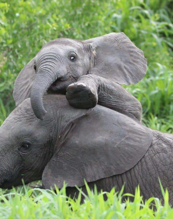 28Gregory Heasman Baby Elephants 17012019 1 Final 28Gregory Heasman Baby Elephants 17012019 1 Final