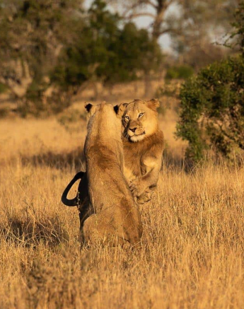 14Kevin Van Der Linde Lions SP 11062019 Sigma 70 200 4 Final 14Kevin Van Der Linde Lions SP 11062019 Sigma 70 200 4 Final