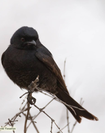 03Louise Murray Fork Taile Drongo 22082019 1 Final