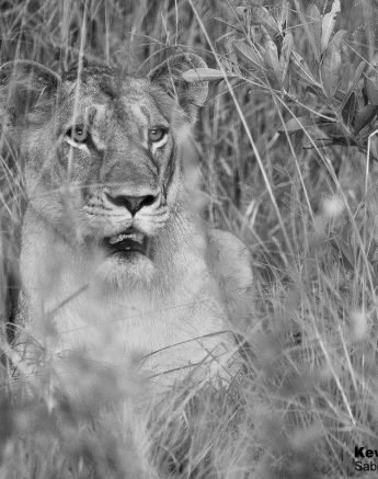 01Kevin Van Der Linde Lioness SP 03022020 Final 01Kevin Van Der Linde Lioness SP 03022020 Final