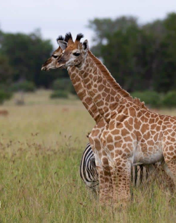 28Louise Murray Giraffe 29032019 6 Final 28Louise Murray Giraffe 29032019 6 Final