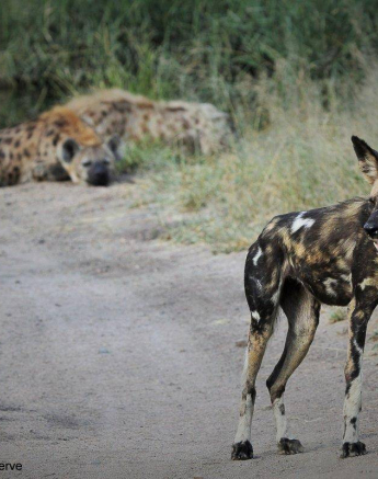 35Stefan Schoeman Wild Dogs 23032020 Final