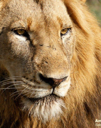 40Amy Leigh Lion Styx Nwas 3 031120 Final