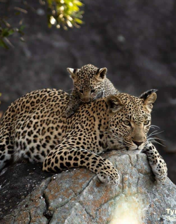 01Tyron Van Der Walt Kigelia And Cub 25072019 1 Final