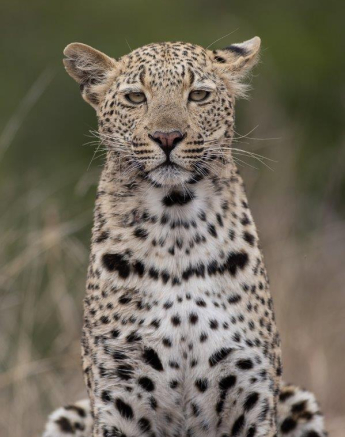 A25Graeme Stewart Female Leopard Unknown 180921 2 Final A25Graeme Stewart Female Leopard Unknown 180921 2 Final