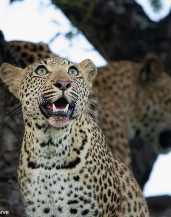 A01ronald Mutero Keegelia And Cubs 14022022 6 Final