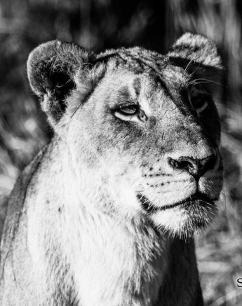 08Kevan Dobbie SP 11.06.3 Final