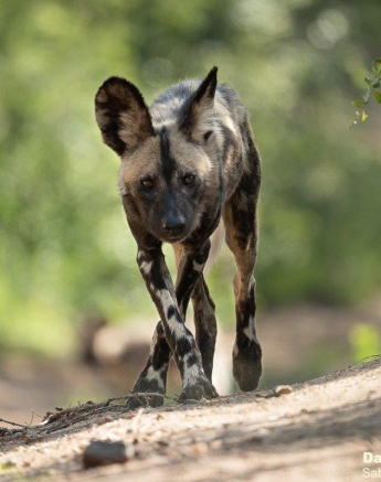 A08Daniel Greyvenstein Wild Dogs 291122 2 Final