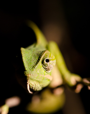 Sabi Sabi Photography 2 Sabi Sabi Photography 2