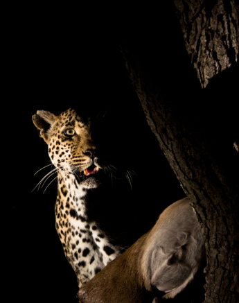 Nottins 9 Nottins 9