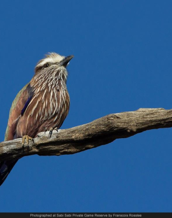 10495810 724981477549506 5439561079866223501 O