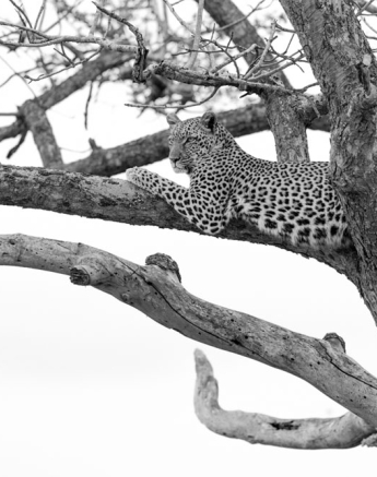 Little Bush 01 Pravir