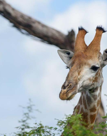 Mike Palmer Giraffe Mike Palmer Giraffe