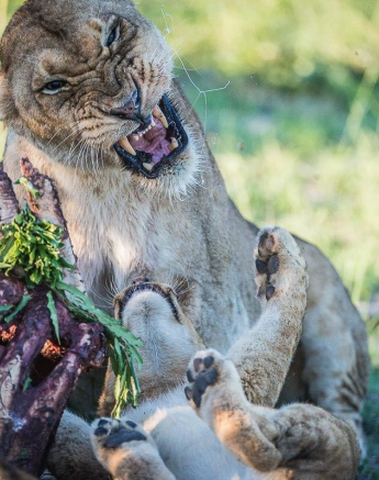 05Terry Ennever Hunger Games6 Final