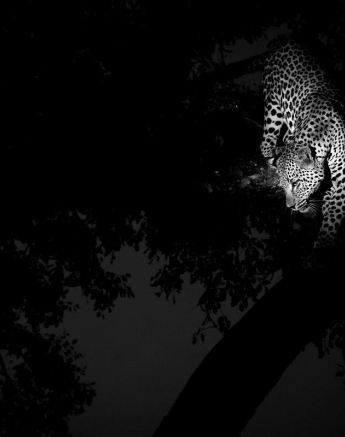 06Sheldon Hooper WD Cub 19 05 17 Final 06Sheldon Hooper WD Cub 19 05 17 Final