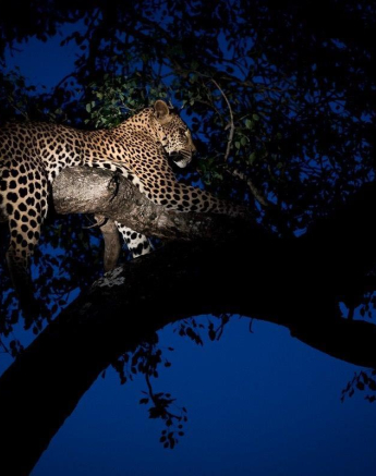 07Sheldon Hooper WD Cub 19 05 17 2 Final 07Sheldon Hooper WD Cub 19 05 17 2 Final