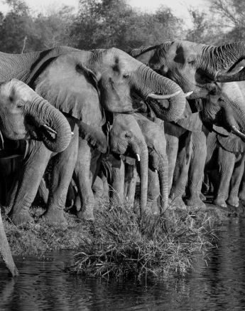 23Kyle 30 July Selati Elephants 19 Final 23Kyle 30 July Selati Elephants 19 Final