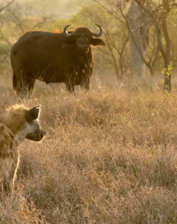 21Kyle 18 Oct Hyena Buff 3 Final 21Kyle 18 Oct Hyena Buff 3 Final