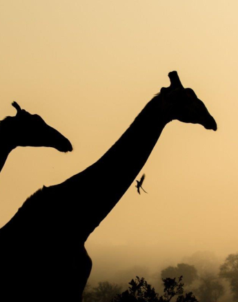 26Kyle 21 Oct Misty Giraffe 4 Final 26Kyle 21 Oct Misty Giraffe 4 Final