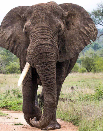 21Franscois Rosslee Elephant 14122017 Final 21Franscois Rosslee Elephant 14122017 Final